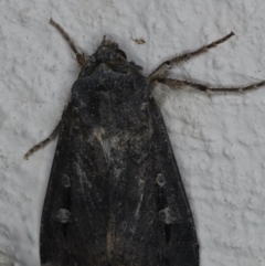 Agrotis infusa at Ainslie, ACT - 17 Jun 2020 10:21 PM