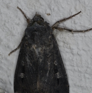 Agrotis infusa at Ainslie, ACT - 17 Jun 2020 10:21 PM