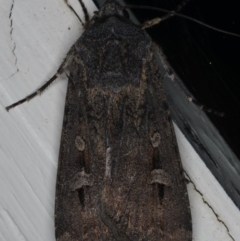 Agrotis infusa at Ainslie, ACT - 17 Jun 2020 10:21 PM