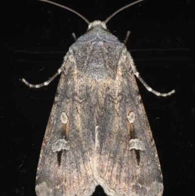 Agrotis infusa (Bogong Moth, Common Cutworm) at Ainslie, ACT - 17 Jun 2020 by jb2602