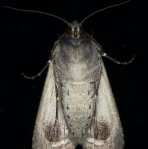 Agrotis infusa at Ainslie, ACT - 17 Jun 2020