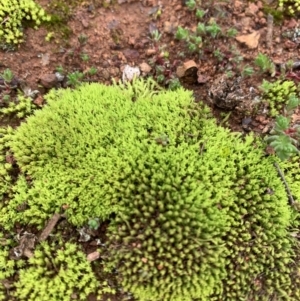 Barbula sp. at Campbell, ACT - 13 Jun 2020