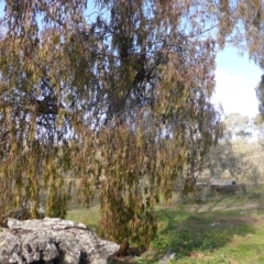 Amyema miquelii (Box Mistletoe) at Symonston, ACT - 18 Jun 2020 by Mike