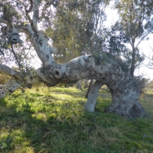 Eucalyptus polyanthemos at Callum Brae - 18 Jun 2020