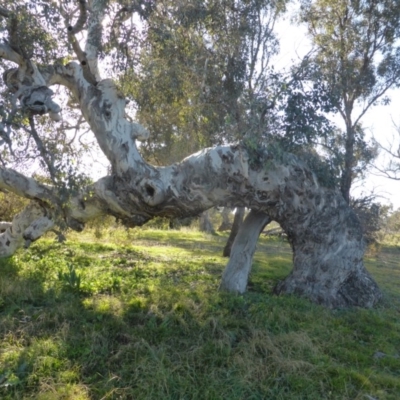 Eucalyptus polyanthemos (Red Box) at Jerrabomberra, ACT - 18 Jun 2020 by Mike