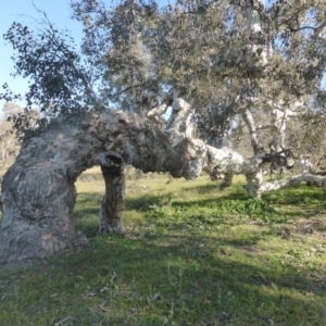 Eucalyptus polyanthemos at Callum Brae - 18 Jun 2020