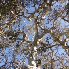 Eucalyptus polyanthemos at Callum Brae - 18 Jun 2020