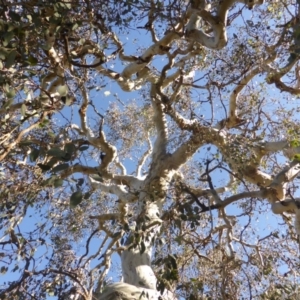 Eucalyptus polyanthemos at Jerrabomberra, ACT - 18 Jun 2020