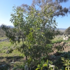Acacia melanoxylon (Blackwood) at Jerrabomberra, ACT - 18 Jun 2020 by Mike