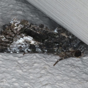 Aedia leucomelas acronyctoides at Ainslie, ACT - 27 Nov 2019