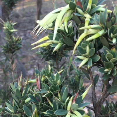 Styphelia triflora (Five-corners) at Watson, ACT - 18 Jun 2020 by JaneR