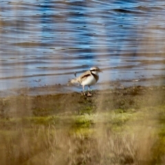 Charadrius melanops (Black-fronted Dotterel) at Nelson, NSW - 6 Jun 2020 by RossMannell