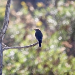 Microeca fascinans (Jacky Winter) at Nelson, NSW - 6 Jun 2020 by RossMannell