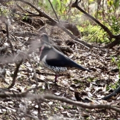 Leucosarcia melanoleuca (Wonga Pigeon) at Bournda, NSW - 10 Jun 2020 by RossMannell