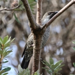 Anthochaera chrysoptera (Little Wattlebird) at Bournda, NSW - 10 Jun 2020 by RossMannell