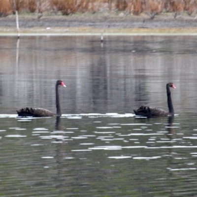 Cygnus atratus (Black Swan) at Bournda, NSW - 13 Jun 2020 by RossMannell