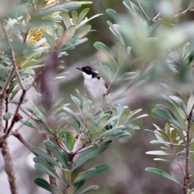 Melithreptus lunatus (White-naped Honeyeater) at Mimosa Rocks National Park - 16 Jun 2020 by RossMannell