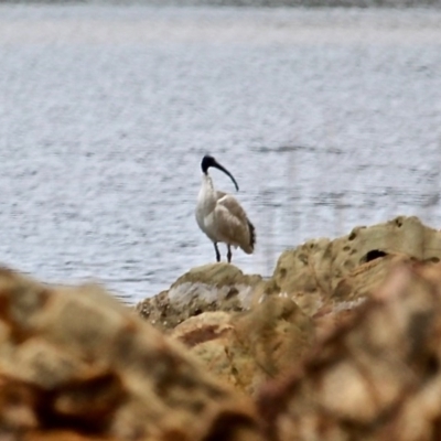 Threskiornis molucca (Australian White Ibis) at Tanja, NSW - 16 Jun 2020 by RossMannell