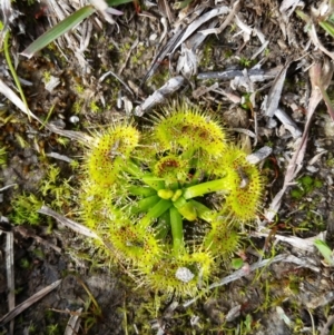 Drosera sp. at Amaroo, ACT - 17 Jun 2020