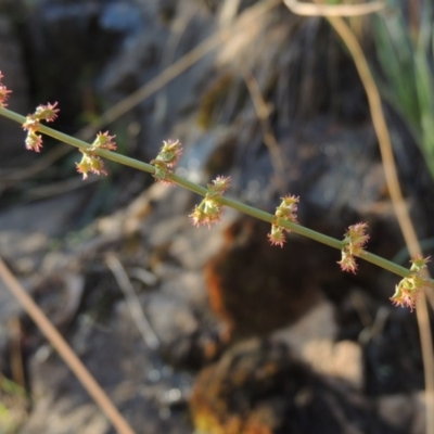 Rumex brownii (Slender Dock) at Tuggeranong DC, ACT - 20 Feb 2020 by michaelb
