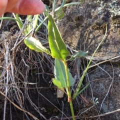 Rumex brownii at Tuggeranong DC, ACT - 20 Feb 2020