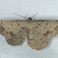 Taxeotis intextata (Looper Moth, Grey Taxeotis) at Ainslie, ACT - 24 Nov 2019 by jb2602