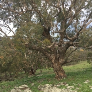 Eucalyptus bridgesiana at Red Hill Nature Reserve - 14 Apr 2020 03:40 PM