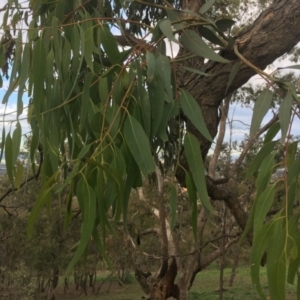 Eucalyptus bridgesiana at Red Hill Nature Reserve - 14 Apr 2020 03:40 PM