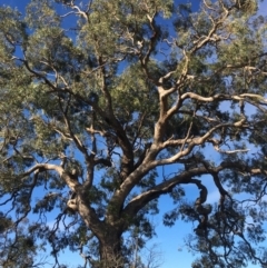 Eucalyptus bridgesiana at Red Hill Nature Reserve - 3 May 2020