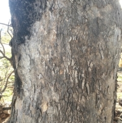 Eucalyptus bridgesiana at Red Hill Nature Reserve - 3 May 2020