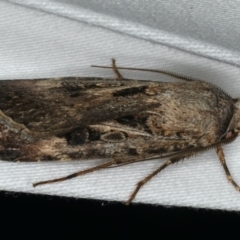 Agrotis munda (Brown Cutworm) at Ainslie, ACT - 24 Nov 2019 by jb2602