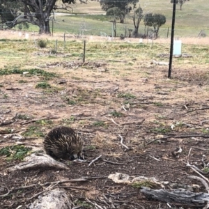 Tachyglossus aculeatus at Tuggeranong DC, ACT - 16 Jun 2020