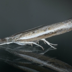 Ptochostola microphaeellus (A Crambid moth) at Ainslie, ACT - 25 Nov 2019 by jb2602