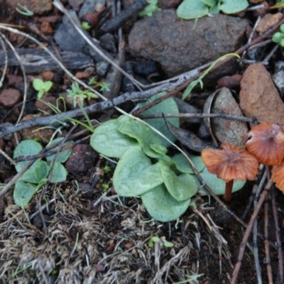 Pterostylidinae (greenhood alliance) (A Greenhood) at Hackett, ACT - 18 Jun 2020 by petersan