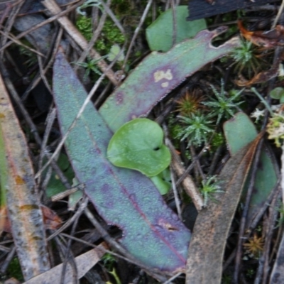 Corysanthes incurva (Slaty Helmet Orchid) at Hackett, ACT by petersan