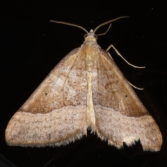 Anachloris subochraria (Golden Grass Carpet) at Ainslie, ACT - 18 Jun 2020 by jb2602