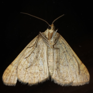 Anachloris subochraria at Ainslie, ACT - 18 Jun 2020