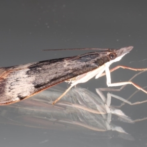 Uresiphita ornithopteralis at Ainslie, ACT - 18 Jun 2020