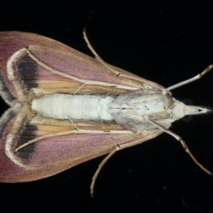 Uresiphita ornithopteralis at Ainslie, ACT - 18 Jun 2020 06:23 PM