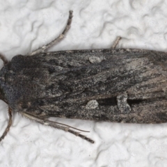 Agrotis infusa (Bogong Moth, Common Cutworm) at Ainslie, ACT - 18 Jun 2020 by jb2602