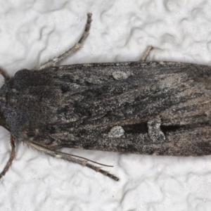 Agrotis infusa at Ainslie, ACT - 18 Jun 2020