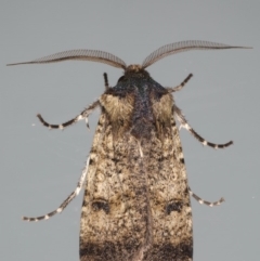 Agrotis porphyricollis (Variable Cutworm) at Ainslie, ACT - 18 Jun 2020 by jb2602