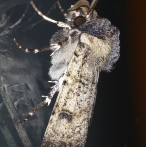 Agrotis porphyricollis at Ainslie, ACT - 18 Jun 2020