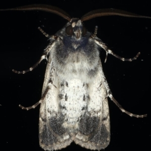 Agrotis porphyricollis at Ainslie, ACT - 18 Jun 2020 06:24 PM