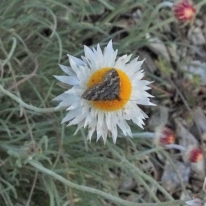 Scopula rubraria at Molonglo Valley, ACT - 19 Jun 2020