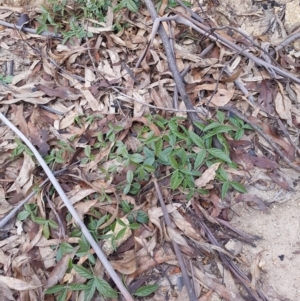 Cullen microcephalum at Tennent, ACT - 7 Jun 2020 01:23 PM