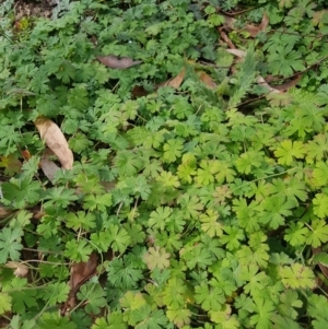 Geranium sp. at Tennent, ACT - 26 May 2020