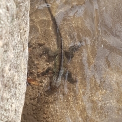 Intellagama lesueurii howittii (Gippsland Water Dragon) at Tennent, ACT - 25 May 2020 by nath_kay