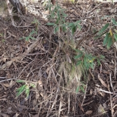 Olearia megalophylla (Large-leaf Daisy-bush) at Cotter River, ACT - 9 Jun 2020 by nath_kay