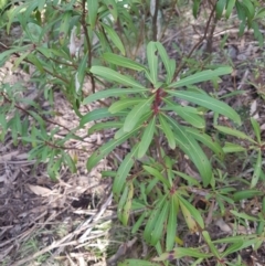 Tasmannia lanceolata (Mountain Pepper) at Mount Clear, ACT - 16 Jun 2020 by nathkay